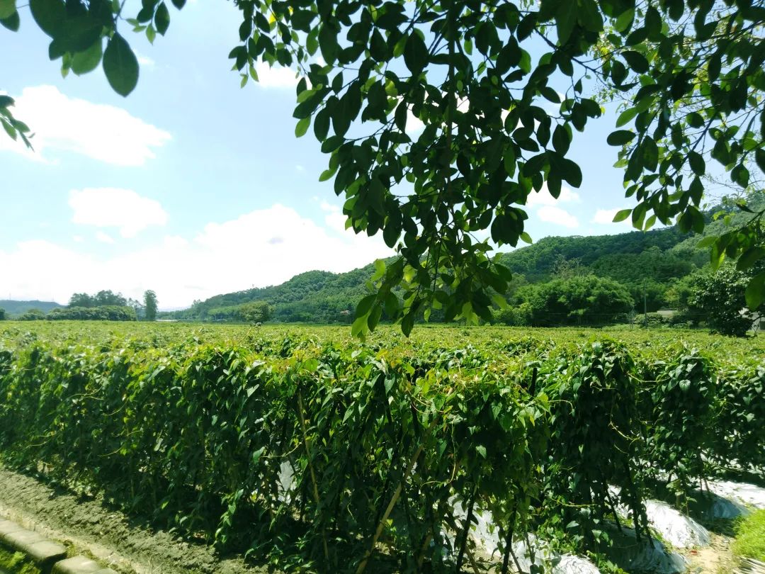 pg电子大平台蔬菜基地