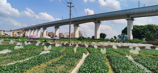 pg电子大平台蔬菜基地