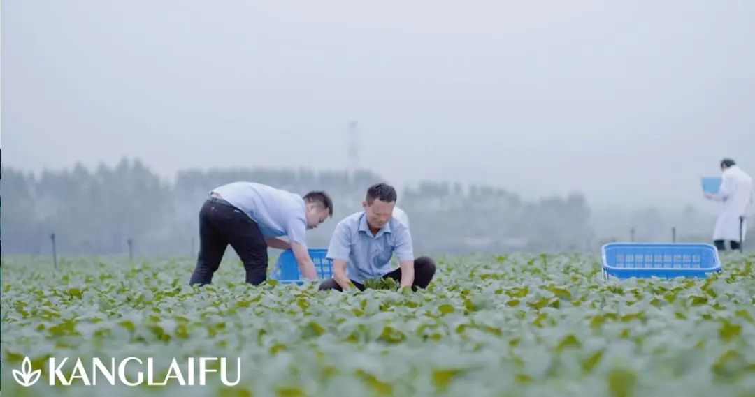 pg电子大平台蔬菜种植基地